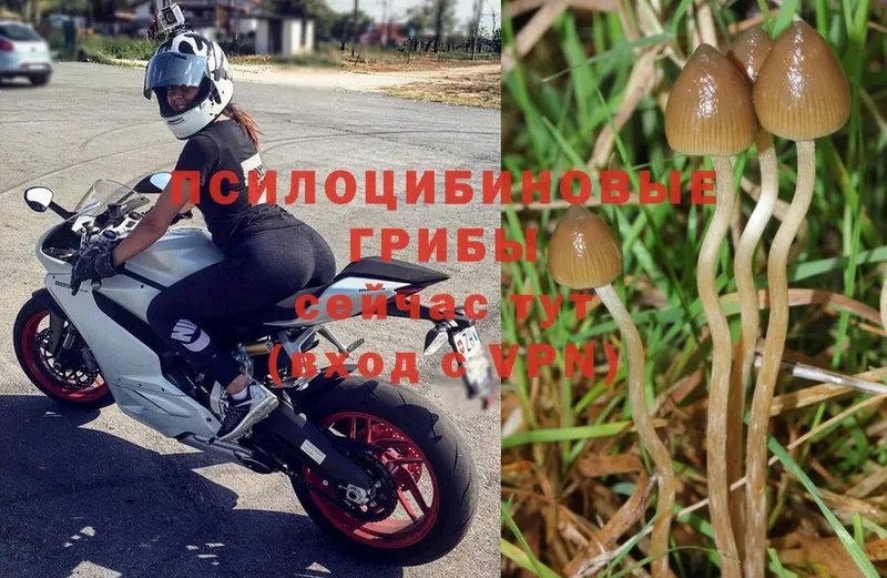 Галлюциногенные грибы MAGIC MUSHROOMS  цена наркотик  Вельск 